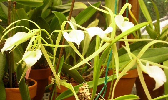 Brassavola nodosa